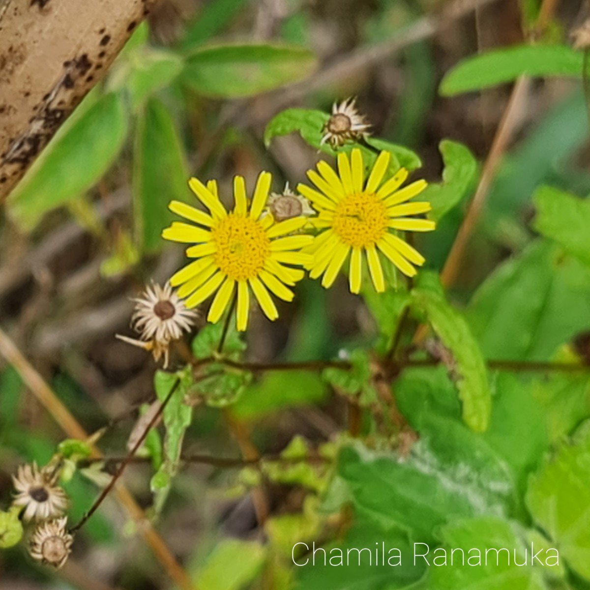 Vicoa indica (L.) DC.